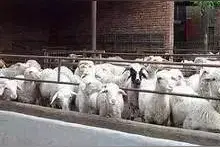 羊常见疾病的防治技术！请收藏图片