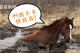 肚子最要紧！野马身陷泥潭5小时获救先“躺吃”图片