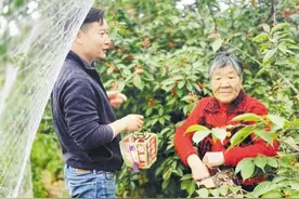 樱桃映红好日子图片