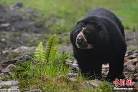 探访哥伦比亚动物保护区 眼镜熊现身林间憨厚可爱图片