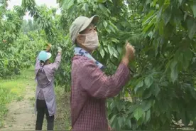 菏泽市成武县这个村44户 248人彻底斩掉了“穷根”依靠什么？图片