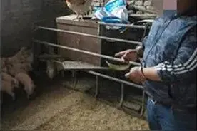 消失的小猪佩奇：38头小乳猪被盗，昌乐警方抓获偷猪贼图片