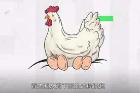 关于鸡蛋，你想知道的都在这里视频封面