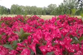 散文诗.拾一份初夏菜园子的惬意图片