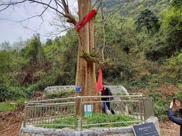 秘境巴东，茶店子镇长江南岸的一块风水宝地