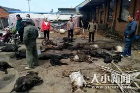 昨晚雷电引发大火，莱阳一养殖户50多只羊被烧死图片