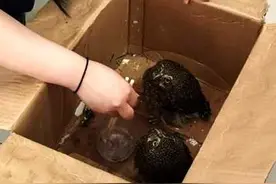 30秒 | 萌化了！猫头鹰幼崽误闯农家，在派出所有吃有喝不想走图片