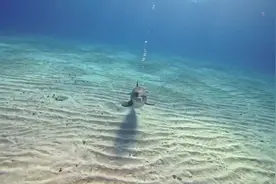 潜水员在巴哈马水域潜水，偶遇有趣的小海豚各种“秀泳姿”视频封面