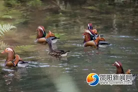 城步苗族自治县发布禁止猎捕野生动物通告图片