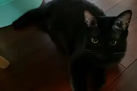 养猫人必读！学院派解析猫的各种迷之行为图片