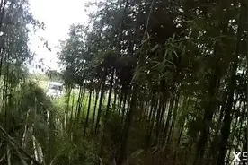 惊险！面包车刹车失灵，司机一顿猛操作，最后竟冲进农田图片