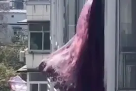 武汉“网红窗帘”被收入博物馆，窗帘：我真的飘了图片