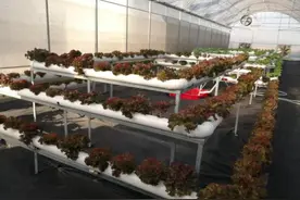 便民助农！海丰合利蔬菜基地打造云端“菜篮子”图片