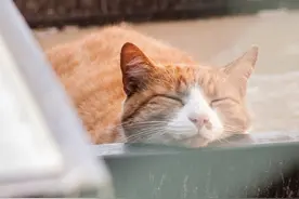 晚上睡眠不好，白天睡不醒可怎么办？图片