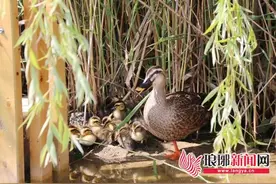 鸭宝宝出生了 候鸟“斑嘴鸭”迁徙至临沂雕塑公园图片