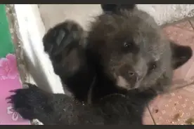 偶遇和妈妈走散的小黑熊 村民喂了10天养出感情图片