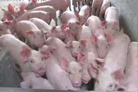 29秒丨德州齐河落地一生猪养殖项目 6500头仔猪陆续入栏图片