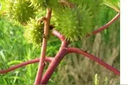 注意！切莫采摘食用蓖麻子图片