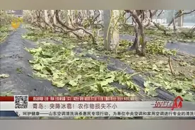 青岛突降冰雹，樱桃、葡萄等农作物损失惨重，农业专家来救援视频封面