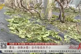 青岛突降冰雹，樱桃、葡萄等农作物损失惨重，农业专家来救援视频封面