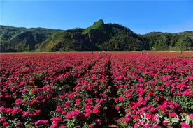 宣威宝山：“玫瑰花海”红艳艳图片