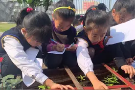 “一米菜园”为何成为校园网红打卡地？同济大学附属实验中小学创新劳动贯通课图片