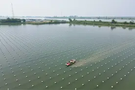 江苏淮安：养殖珍珠蚌 助渔民致富图片