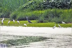 河北省文安县倾力打造京津雄后花园助力高质量发展图片