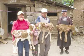 稀奇！母牛一胎生四牛图片