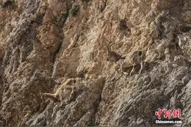 土耳其山羊竟是攀岩高手？山谷峭壁间展示惊人跳跃能力图片