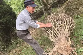 原产地老茶树砍挖大半，千年名茶前景堪忧——洞庭山碧螺春，不能挖没了“根”图片