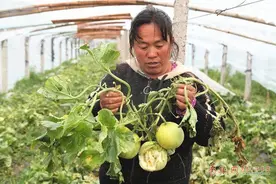 青岛农民 农作物受灾最高每亩可获赔偿1000元图片