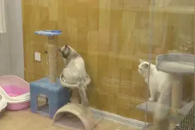 泰安新泰市：宠物蜱虫危害不容小觑图片