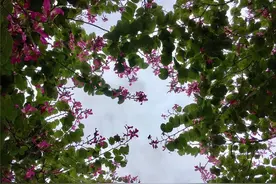 我总能遇到一些可爱的人｜林语尘图片