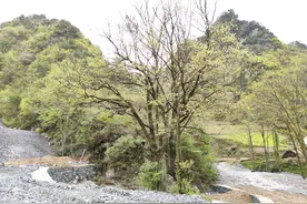 保卫绿水青山的高铁建设者——中铁一局郑万项目保护林区生态环境侧记图片