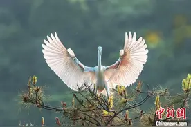 浙江宁波：青山绿水生态优 漠漠水田飞白鹭图片