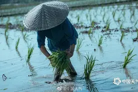 手把青秧插满田，低头便见水中天图片