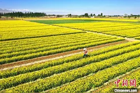 甘肃祁连山下油菜花盛开如金色画卷图片