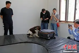 探访神秘的上海警犬训练基地图片