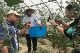 两斤装秒杀只要29.9元，松江菜农这样卖番茄，火了！图片