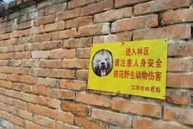 四川黑熊咬死3人，政府与家属达成协议，补偿每位遇难者家属29万余元图片