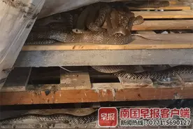从食用到药用，养蛇产业转型升级丨关注广西野生动物人工驯养③图片