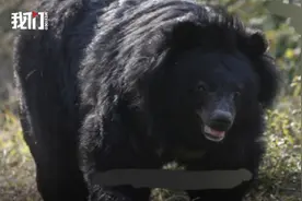 四川黑熊袭击村民过程曝光：黑熊突然窜出追车几百米，有人被熊掌拍到头图片