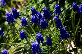 葡萄风信子——拉丁学名Muscari botryoides Mill图片