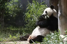 旅日20载 大熊猫旦旦即将启程回国图片