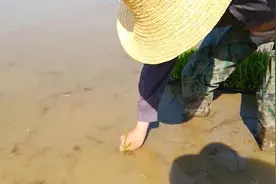 高校教师的直播课：下田插秧视频封面