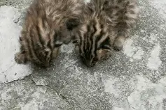 浙江村民报警，发现两只“小老虎”？！森林警察都出动了图片