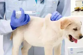 适应防疫新形势，兽用生物制品管理办法拟推强制疫苗先打后补图片
