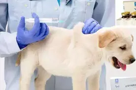 适应防疫新形势，兽用生物制品管理办法拟推强制疫苗先打后补图片