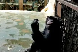 济南动物园猩猩饲养员和他养的“老三”火了！百万点赞为动物园吸引了不少客流视频封面